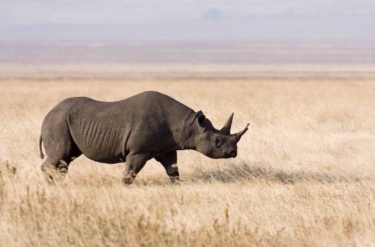 Ngorongoro_Spitzmaulnashorn_edit1